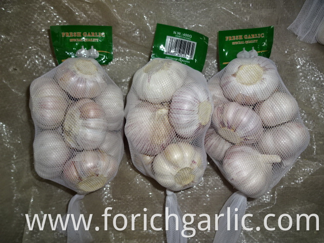 Best Quality 2019 Normal White Garlic